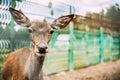 Close Up Of European Roe Deer. Royalty Free Stock Photo