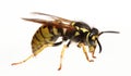 Macro close up wasp