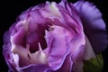 close-up of eustoma bloom, showing its intricate and beautiful petals