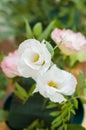 Close up of Eustoma russellianum bouquet Royalty Free Stock Photo