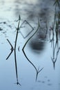 Close-up of evening grass in the water with reflection, water texture. Background snapshot of water surface in the evening Royalty Free Stock Photo