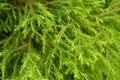 close-up: evergreen bushes of chinese juniper
