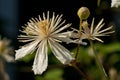 Close up of Evergreen Clematis, Clematis vitalba flower