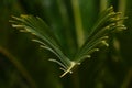 Close up evergreen Cycas plant leaves