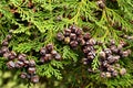 An evergreen cypress branch with many small round brown cones