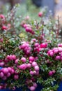 Gaultheria Mucronata, Pernettya or Prickly Heath. Evergreen shrub in a blue ceramic plant pot, with large pink and purple berries. Royalty Free Stock Photo