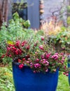 Gaultheria Mucronata, Pernettya or Prickly Heath. Evergreen shrub in a blue ceramic plant pot, with large pink and purple berries. Royalty Free Stock Photo