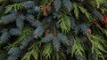 Close up of evergreen tree branches with pinecones and red berries Keywords: evergreen, tree, branches, pinecone Royalty Free Stock Photo