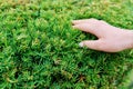 Close-up of evergreen yew, decorative topiary bush with woman& x27;s hand