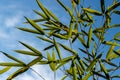 Close-up evergreens graceful green bamboo Phyllostachys aureosulcata on a background of bright blue sky with white clouds.