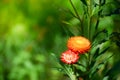 Close-up of Everlasting flowers or Straw flowers on bokeh background