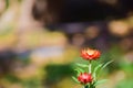 Close-up of Everlasting flowers or Straw flowers on bokeh background