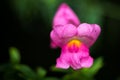 Close up of a everlasting pea Lathyrus latifolius