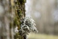 Close up of Evernia prunastri. Silver grey oakmoss. Beautiful lichens used widely in perfume industry and cosmetics as a