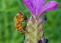 European Honey Bee - Apis mellifera collecting French Lavender pollen. Royalty Free Stock Photo