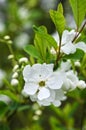 Close up of a exochorda x macrantha flower Royalty Free Stock Photo