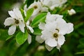 Close-up of a exochorda x macrantha flower Royalty Free Stock Photo