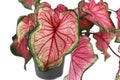 Close up of exotic `Caladium Florida Sweetheart` plant with beautiful pink and green leaves on white background Royalty Free Stock Photo