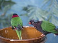 Close Up Exotic Colorful Red Blue Green Yellow Parrot Lorikeet Trichoglossus, Sitting On The Bowl With Seeds