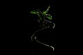 Close up of exotic Dracaena Massangeana house plant leaves on dark black background. Royalty Free Stock Photo
