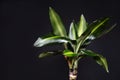 Close up of exotic Dracaena Massangeana house plant leaves on dark black background Royalty Free Stock Photo