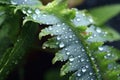 close-up of exotic ferns with dewdrops