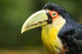 Close Up of Exotic Green-Billed Toucan Bird Royalty Free Stock Photo
