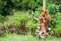 Close-up of exotic green palm tree leaves with cluster of young fresh round coconut fruit with milk inside. Tropical symbol. Royalty Free Stock Photo