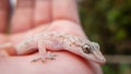 Beautiful geco resting on palm Royalty Free Stock Photo