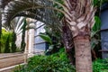 Close up Exotic Landscaping Design with palms in modern architecture building complex. Selective focus. Space for text. Royalty Free Stock Photo