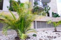Close up Exotic Landscaping Design with palms in modern architecture building complex. Selective focus. Space for text. Royalty Free Stock Photo