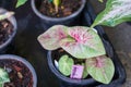 exotic leaf of `Caladium Dang Ket Chai` houseplant with pink and green veins in front of blurry background with more Royalty Free Stock Photo