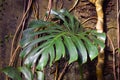 Close up of a leaf of a huge and mature Monstera Deliciosa Swiss Cheese Plant with roots climbin up wall