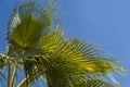 close-up exotic leaves luxurious young fan palm tree Sabal, summer background, natural beauty tropics and subtropics, deciduous Royalty Free Stock Photo