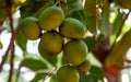 Close up from exotic mango tree Royalty Free Stock Photo