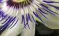 Close up of Exotic Passion flower, Passiflora caerulea Royalty Free Stock Photo