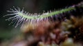 Close-up of exotic plant Royalty Free Stock Photo