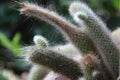 Close-up of exotic plant in clay pot - cleistocactus winteri, also known as monkey tail cactus