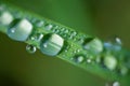 Close-up exotic plant leaf with water drops , Beautiful green grasses texture with drops of water Royalty Free Stock Photo