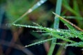Close-up exotic plant leaf with water drops , Beautiful green grasses texture with drops of water Royalty Free Stock Photo
