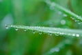 Close-up exotic plant leaf with water drops , Beautiful green grasses texture with drops of water Royalty Free Stock Photo