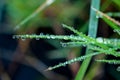 Close-up exotic plant leaf with water drops , Beautiful green grasses texture with drops of water Royalty Free Stock Photo