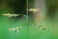 Close-up exotic plant leaf with water drops , Beautiful green grasses texture with drops of water Royalty Free Stock Photo