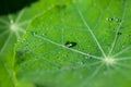 Close-up exotic plant leaf with water drops , Beautiful green leaf texture with drops of water