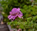 Close up from a exotic purple blossom