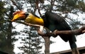 Exotic rare hornbill, black with yellow neck and orange beak, sitting on a branch