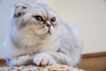 Close up Exotic Shorthair cat is looking this way and wondered something