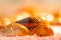 Close up of exotic spiral sea shells with blurred backgrounds. Beautiful bokeh and soft lighting Royalty Free Stock Photo