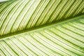 Close up exotic striped leaves Calathea Ornata Albolineata