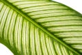 Close up exotic striped leaves Calathea Ornata Albolineata